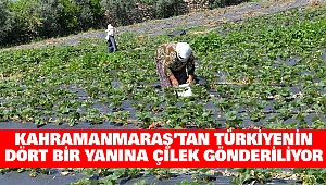 Kahramanmaraş'tan Türkiyenin Dört Bir Yanına Çilek Gönderiliyor
