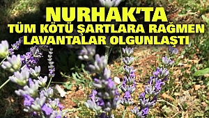 Nurhak’ta Tüm Kötü Şartlara Rağmen Lavantalar Olgunlaştı