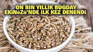 On Bin Yıllık Buğday Ekinözü’nde İlk Kez Denendi