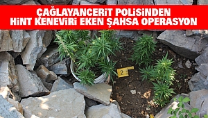 Çağlayancerit Polisinden Hint Keneviri Eken Şahsa Operasyon