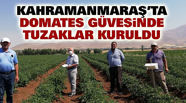 Domates GüvesindeTuzaklar Kuruldu