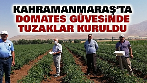 Domates GüvesindeTuzaklar Kuruldu