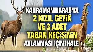 Kahramanmaraş’ta 2 kızıl geyik ve 3 adet yaban keçisinin Avlanması İçin İhale