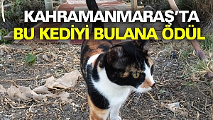 Kahramanmaraş’ta bu kediyi bulana ödül