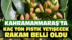 Kahramanmaraş’ta Bu Sene Kaç Ton Fıstık Üretimi Bekleniyor