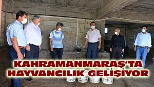Kahramanmaraş’ta Hayvancılık Gelişiyor