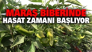 Maraş Biberinde Hasat Zamanı Yaklaşıyor