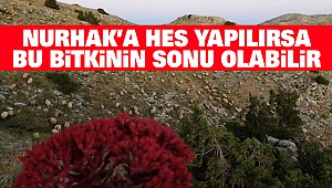 Nurhak’a HES Yapılırsa Bu Bitkinin Sonu Olabilir