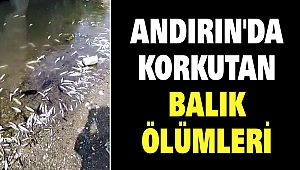Andırın'da Korkutan Balık Ölümleri
