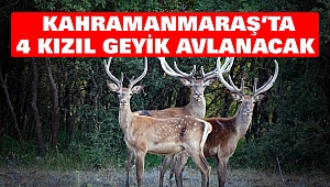 Kahramanmaraş’ta 4 Kızıl Geyik Avlanacak