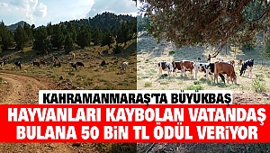 Kahramanmaraş'ta Büyükbaş Hayvanları Kaybolan Vatandaş Bulana 50 Bin TL Ödül Veriyor