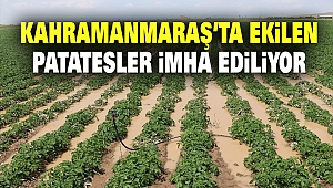 Kahramanmaraş’ta Ekilen Patatesler İmha Ediliyor