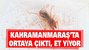 Kahramanmaraş’ta ‘Et yiyen örümcek’ ortaya çıktı