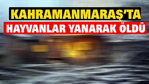 Kahramanmaraş’ta Hayvanlar Yanarak Öldü