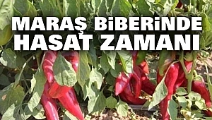 Maraş Biberinde Hasat Zamanı