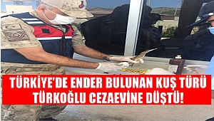 Türkiye'de Ender Bulunan Kuş Türü Türkoğlu Cezaevine Düştü!