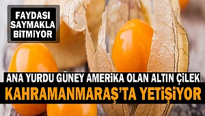 Ana Yurdu Güney Amerika Olan Altın Çilek Kahramanmaraş’ta Yetişiyor