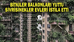Bitkiler balkonları yuttu, sivrisinekler evleri istila etti