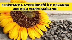 Elbistan'da Ayçekirdeği ile dekarda 400 kilo verim sağlandı