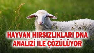 Hayvan hırsızlıkları DNA analizi ile çözülüyor