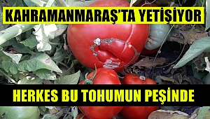 Herkes bu tohumun peşinde