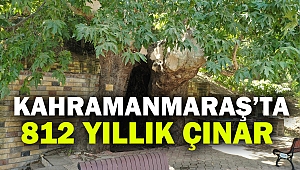 Kahramanmaraş’ta 812 Yıllık Çınar Korumaya Alındı