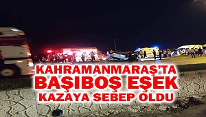 Kahramanmaraş’ta Başıboş Eşek Kazaya Sebep Oldu