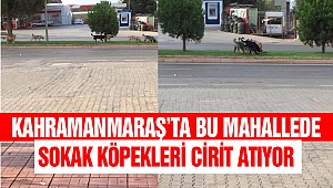 Kahramanmaraş’ta Bu Mahallede, Sokak Köpekleri Cirit Atıyor