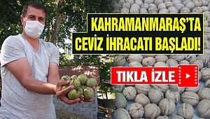Kahramanmaraş'ta Ceviz Hasadı Yapıldı Yurtdışı İhracatı Başladı