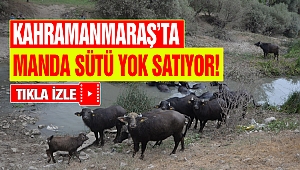 Kahramanmaraş’ta Manda Sütü Yok Satıyor! 