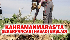 Kahramanmaraş’ta Şekerpancarı Hasadı Başladı