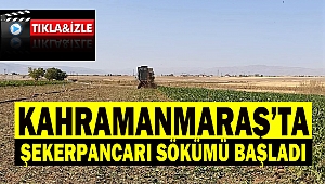 Kahramanmaraş’ta şekerpancarı sökümü başladı 