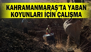 Kahramanmaraş’ta Yaban Koyunları İçin Çalışma