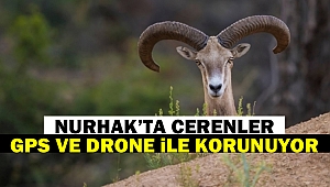 Nurhak’ta Cerenler, Gps Ve Drone İle Korunuyor