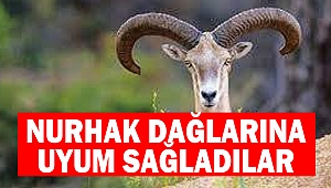 Yaban Koyunları Nurhak Dağlarına Uyum Sağladı
