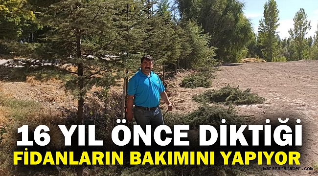 16 Yıl Önce Diktiği Fidanların Bakımını Yapıyor