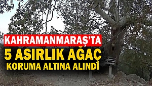 5 Asırlık Ağaç Koruma Altına Alındı