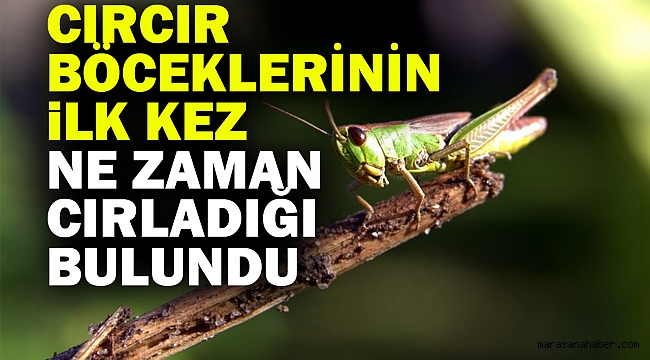 Cırcır Böceklerinin İlk Kez Ne Zaman Cırladığı Bulundu