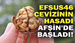 Efsus46 Cevizinin Hasadı Afşin'de başladı!