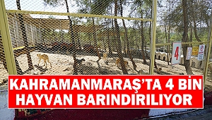 Kahramanmaraş’ta 4 Bin Hayvan Barındırılıyor
