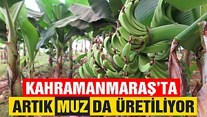 Kahramanmaraş’ta Artık Muz da Üretiliyor