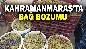 Kahramanmaraş'ta bu yıl 70 bin ton üzüm rekoltesi bekleniyor