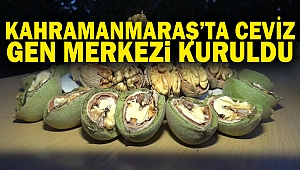 Kahramanmaraş’ta ceviz gen merkezi kuruldu