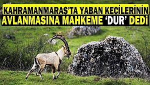 Kahramanmaraş’ta Yaban Keçilerinin Avlanmasına Mahkeme ‘Dur’ Dedi