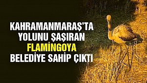 Kahramanmaraş’ta Yolunu Şaşıran Flamingoya Belediye Sahip Çıktı