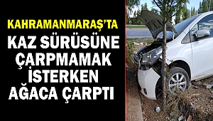Kaz sürüsüne çarpmamak isterken ağaca çarptı 