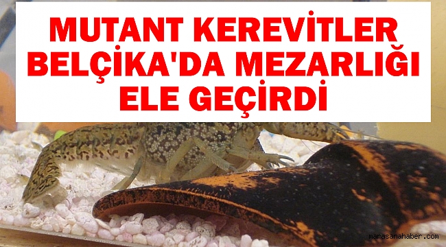 Mutant kerevitler, Belçika'da mezarlığı ele geçirdi