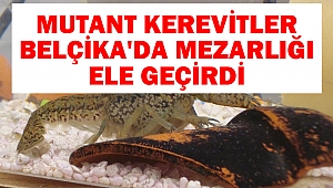 Mutant kerevitler, Belçika'da mezarlığı ele geçirdi