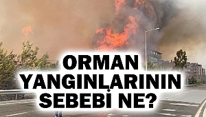 Orman Yangınlarının Sebebi Ne?