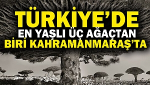 Türkiye’de en yaşlı üç ağaçtan biri Kahramanmaraş’ta